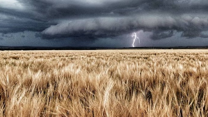 A photograph of a large lightning storm over a wheat field with lightning stiking down in the distance.