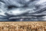 A photograph of a large lightning storm over a wheat field with lightning stiking down in the distance.