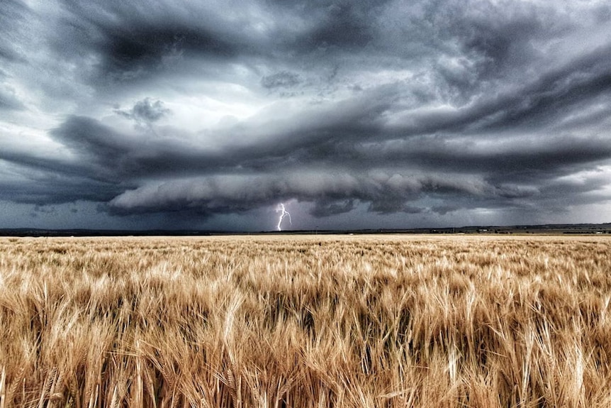 Immagine di un grande temporale su un campo di grano con un fulmine in lontananza.