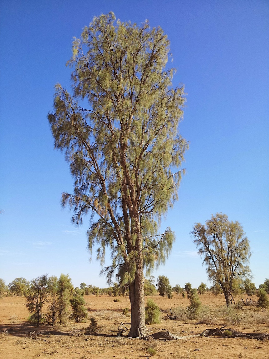 The Waddi tree (Acacia peuce) is found only in three locations in Australia.