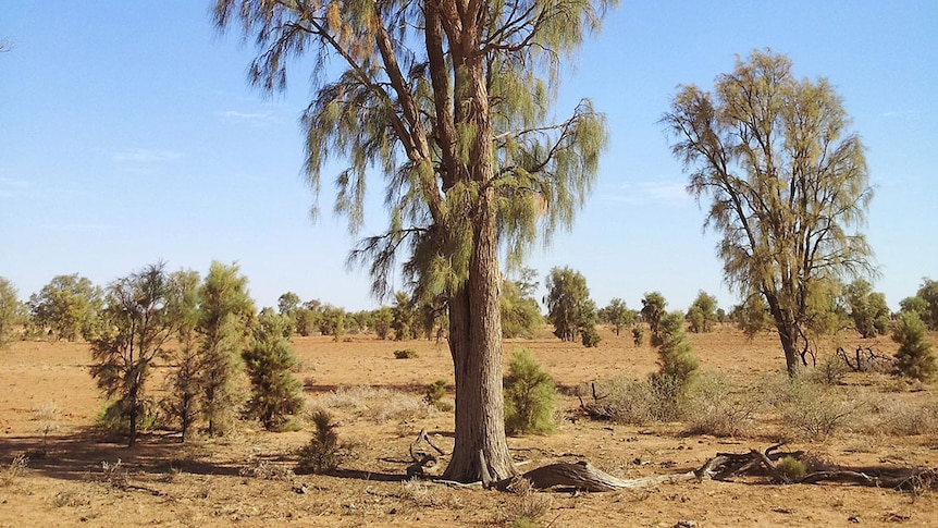 The Waddi tree (Acacia peuce) is found only in three locations in Australia.