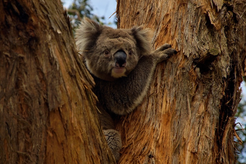A koala hugging a branch in the nook of a tree. 