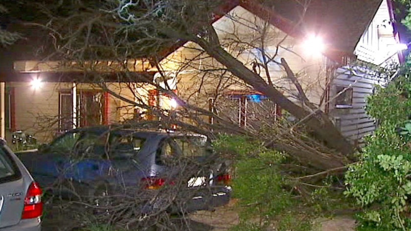 A fallen tree lies on a car