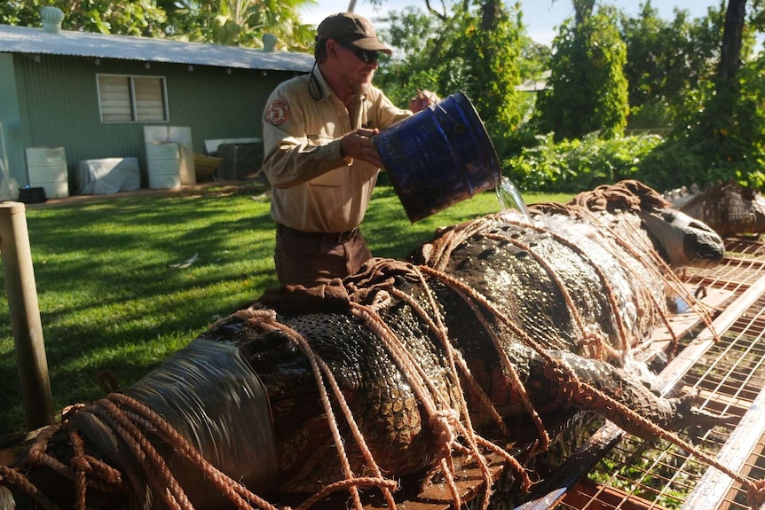 A ranger is pouring water over a crocodile which is restrained to a trailer