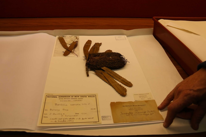 A Banksia specimen collected by Joseph Banks in 1770 during the Captain Cook voyage.