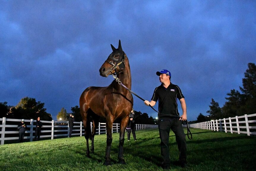 Sydney racehorse Winx and her strapper Oumt Odmieslioglu go for a light walk at Flemington race course in Melbourne.
