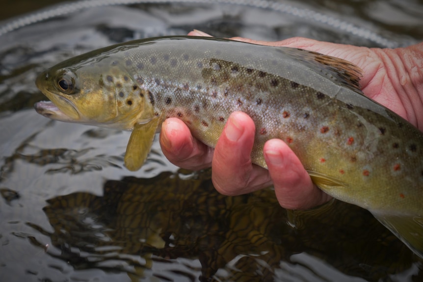 A trout being held over a net and river water.