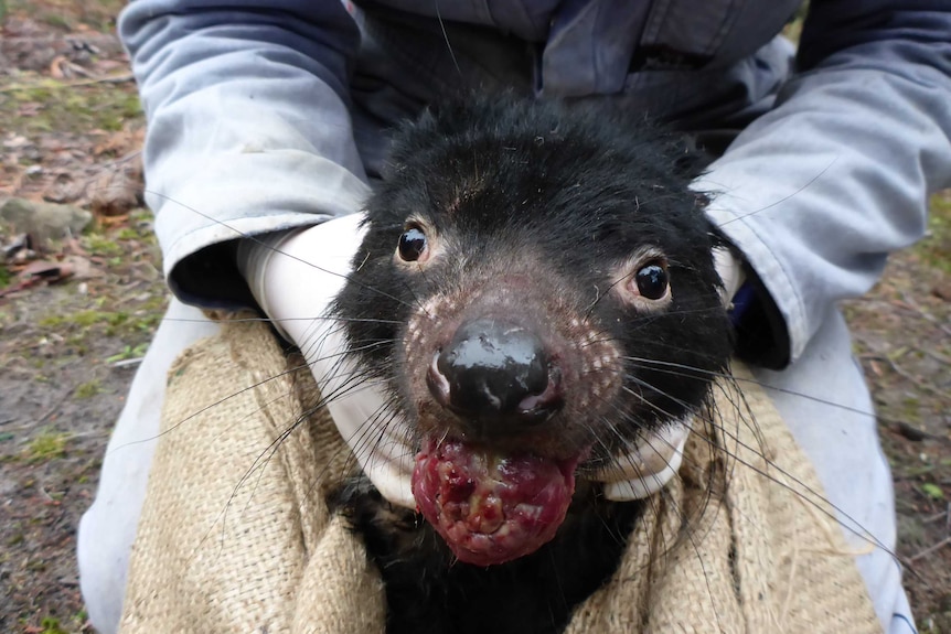 Close up of Tasmanian devil with devil facial tumour disease 2 (DFT2)