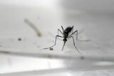 An Aedes Aegypti mosquito.