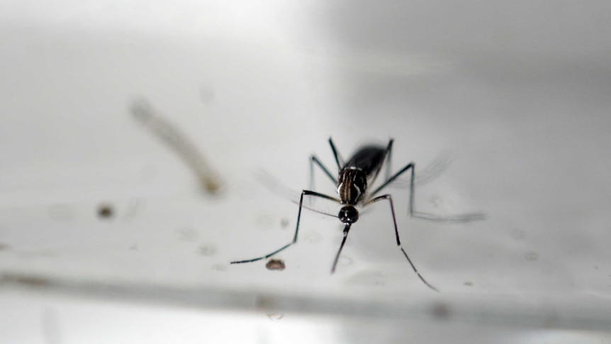 An Aedes Aegypti mosquito.