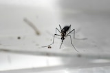 Zika mosquito