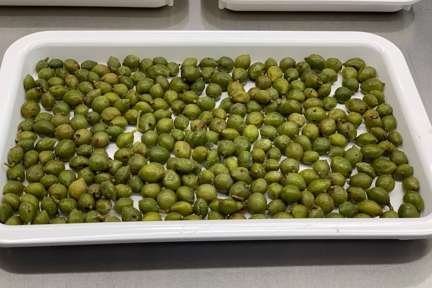 A tray of small green plums.