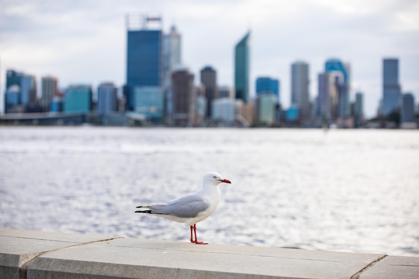 A city skyline with skyscrapers in the background along a large, wide river on a cloudy day with a seagull in foreground