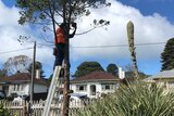 A man installing a camera in a tree 