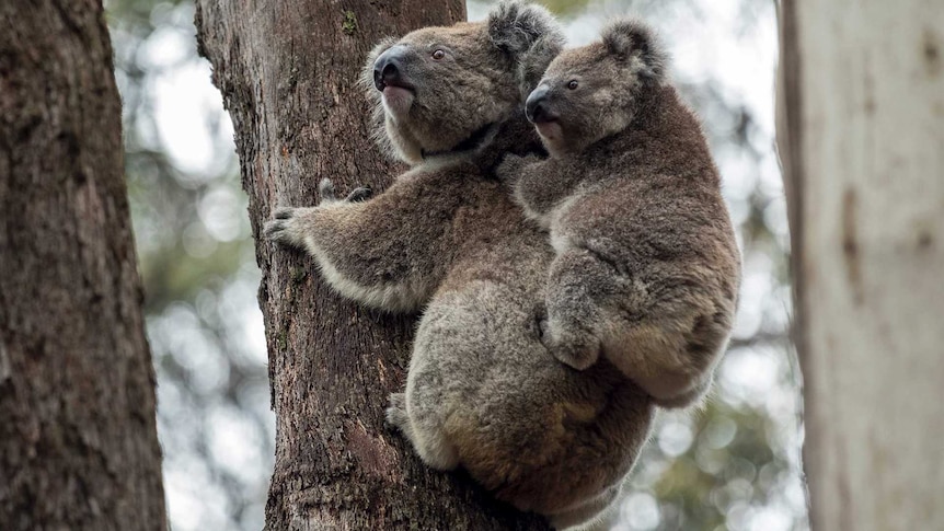Endangered Koalas - Behind The News
