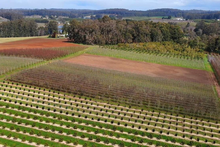 Aerial photo of an orchard in Manjimup, September 2020