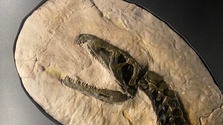 Fossil replica of sharp toothed fossil 