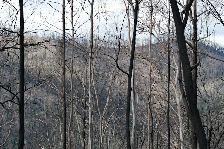 Tall burnt trees on charred mountainside