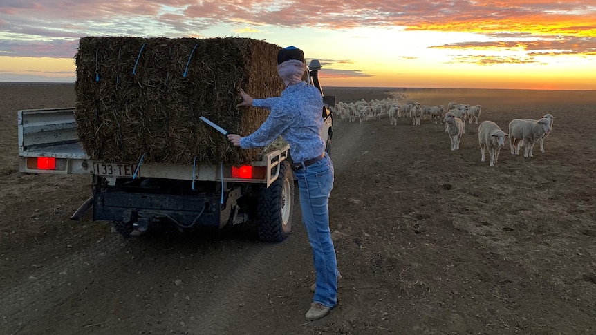 a sheep station in drought conditions with setting sun in background