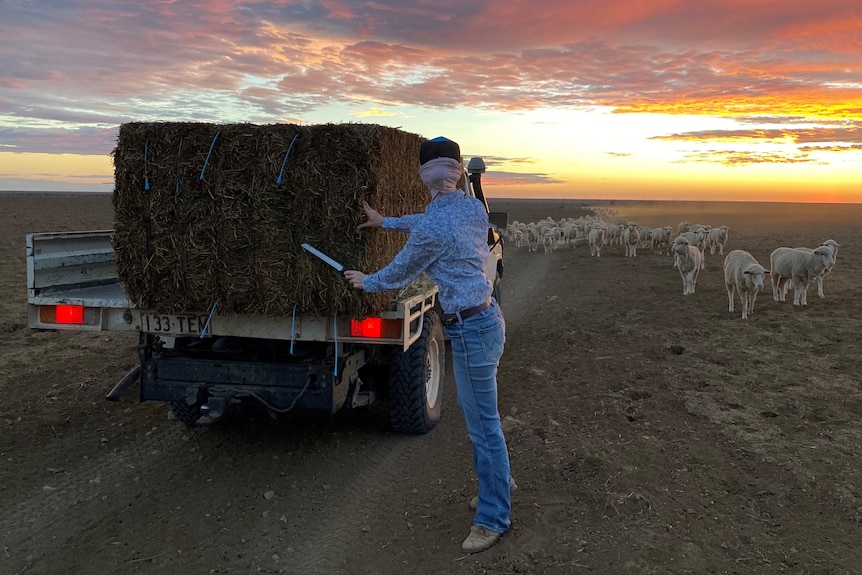 a sheep station in drought conditions with setting sun in background