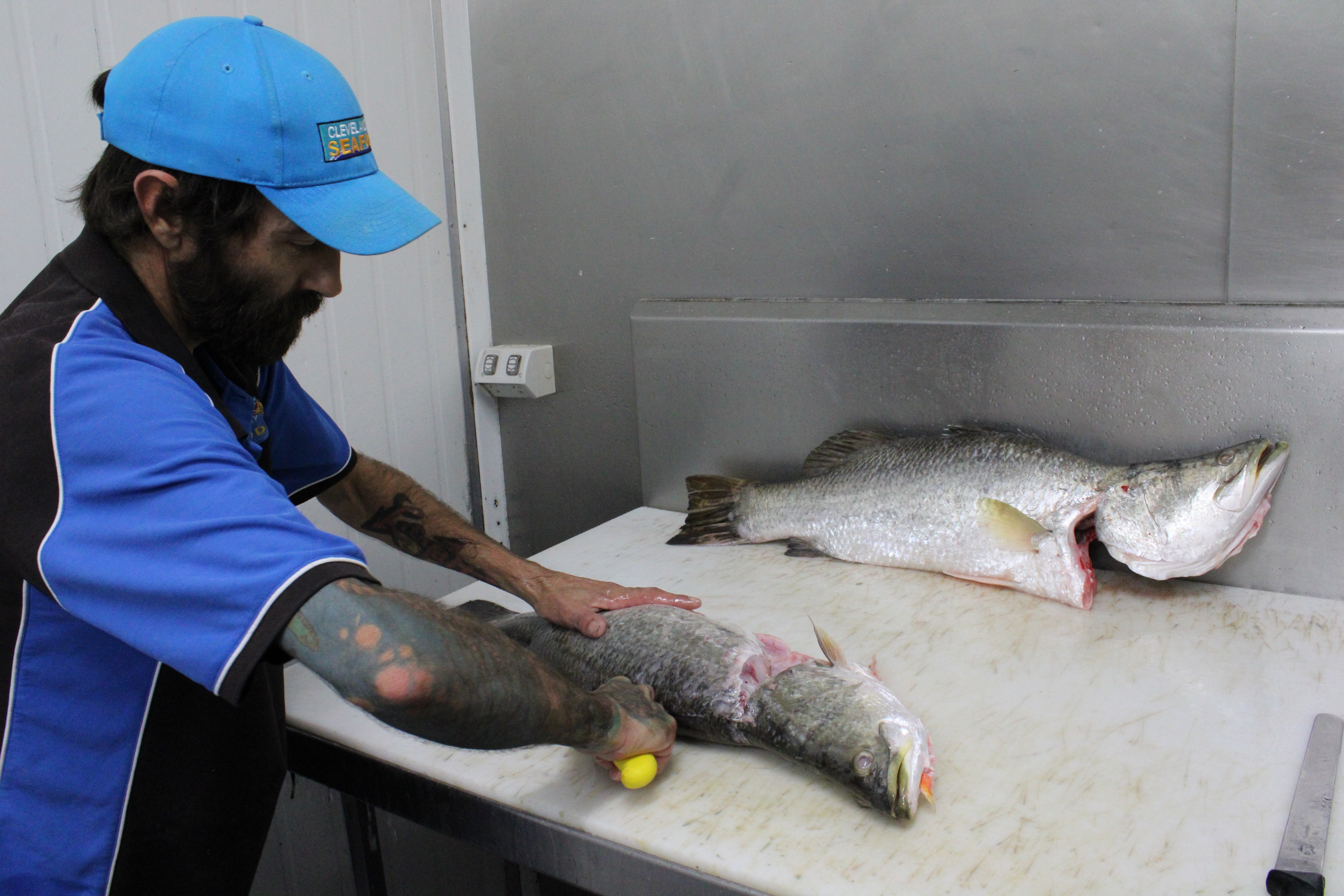 Un pescadero corta un barramundi entero por la mitad.
