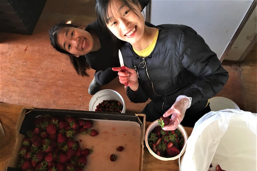 Two women smile for the camera while chopping strawberries 