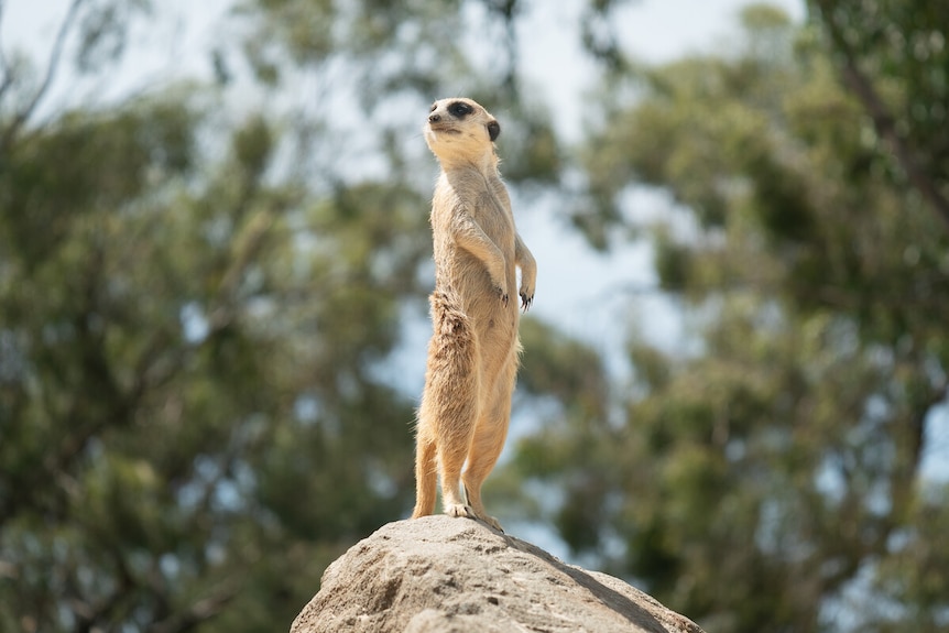 A meerkat standing on a rock, looking around.