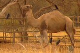 The Federal Government is spending $19 million culling feral camels in the outback.