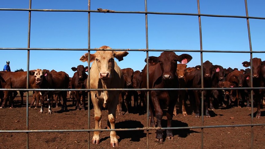 AACo wants cattle from Central Australia