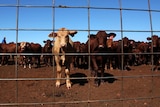 AACo wants cattle from Central Australia