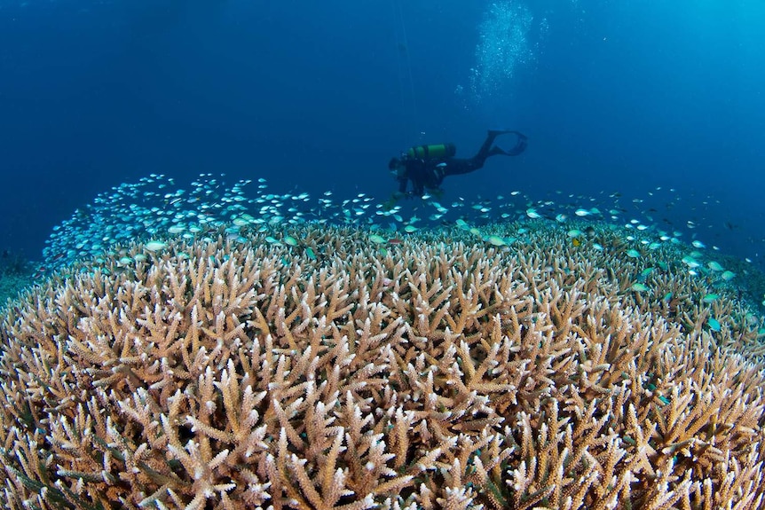 Scientist from James Cook University exploring Great Barrier Reef off Townsville