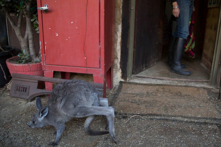 A roo hops past the back door. In the doorway Helen is seen from the waist down, wearing galoshes and holding a pouch.