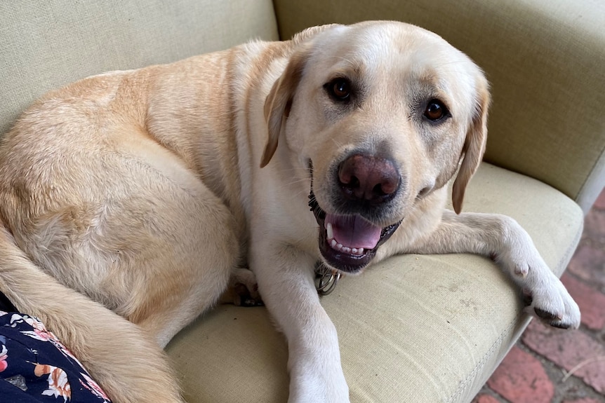 A labrador dog sits on a couch