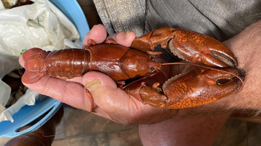 yabbie in hand