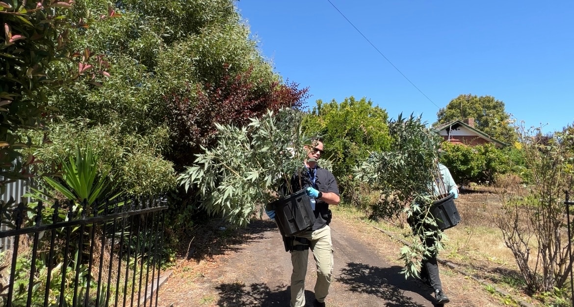 Camperdown house fire uncovers significant cannabis growing operation