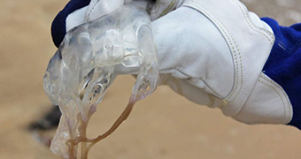 A gloved hand holds a box jellyfish.