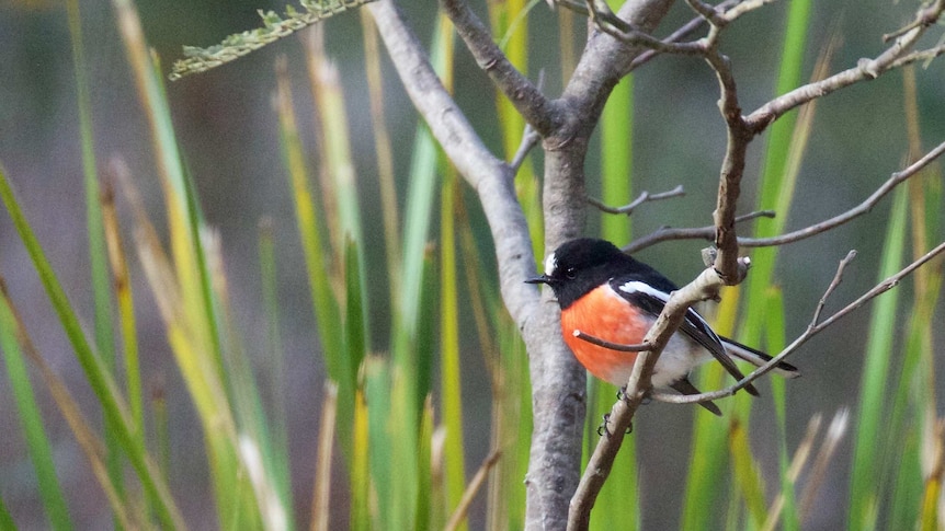 A tiny red-breasted bird peaks out from a bush, as if shy, scared or just incredibly cute.