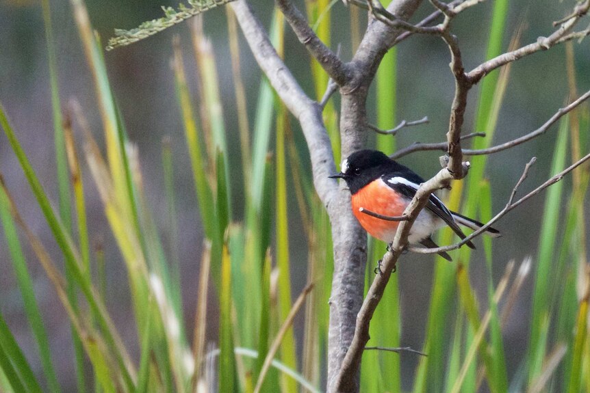 A scarlet robin at the Waterworks reserve