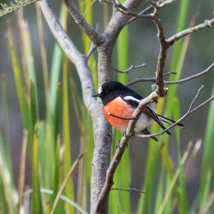 A tiny red-breasted bird peaks out from a bush, as if shy, scared or just incredibly cute.