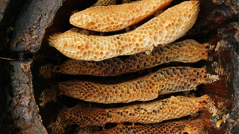 Golden honeycomb nestles inside a hollowed out brown log.