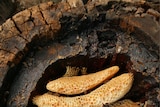 Golden honeycomb nestles inside a hollowed out brown log.