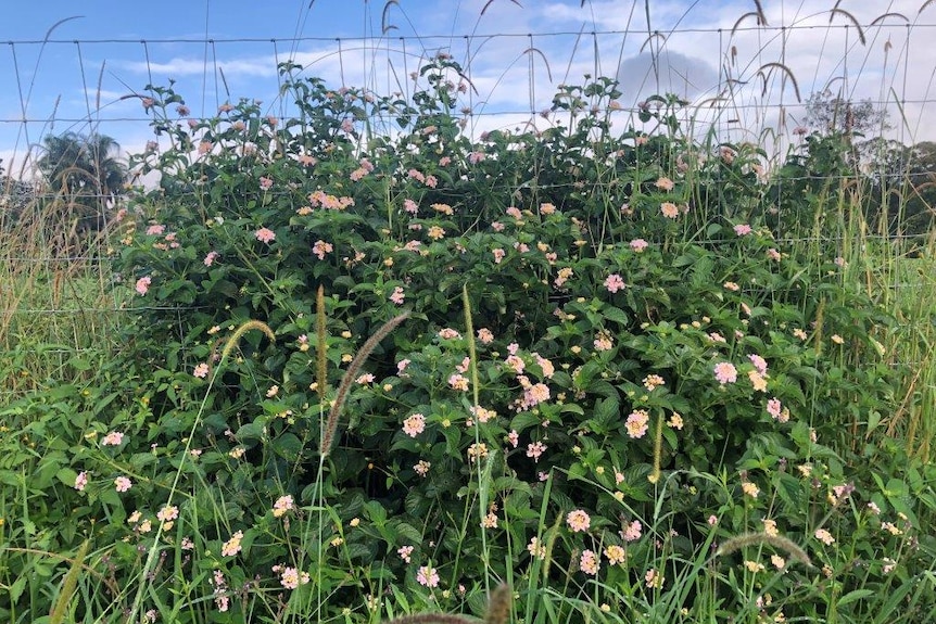 A lantana bush covered in flowers.