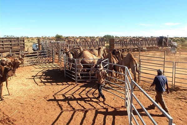 Camels are held in a stockyard and two farmers walk towards them. A semitrailer in the background