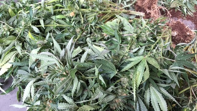Part of the cannabis plants seized in raids in south-east Queensland.