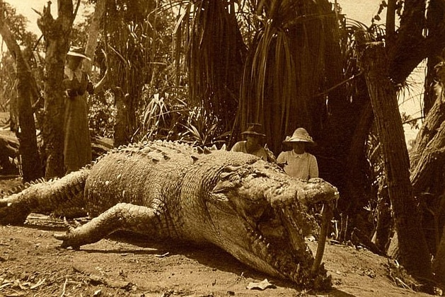 An old photograph of a couple standing next to a huge crocodile in the 1950s