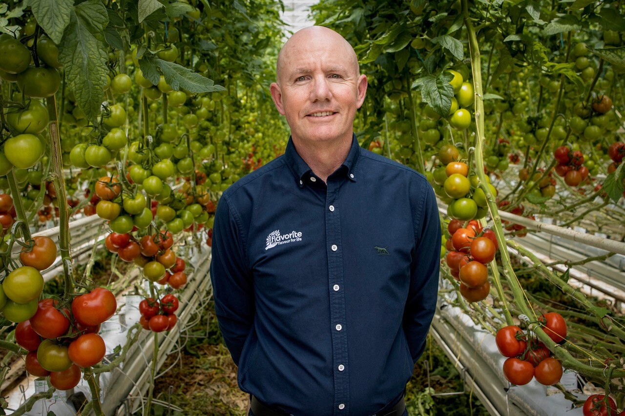 Un hombre se encuentra entre hileras de tomates hidropónicos.