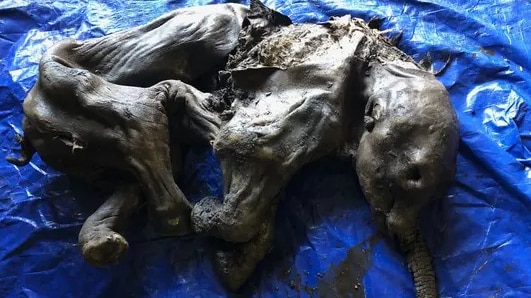 The dark brown, leathery remains of a baby woolly mammoth looks more like an elephant 