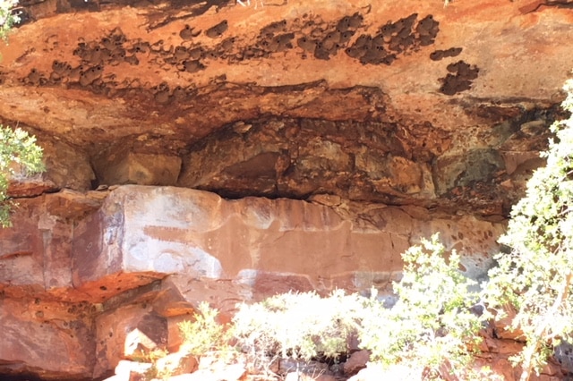 The saw fish, known as "kunpulu" in the Gurindji language, has been documented in the area in Indigenous rock art