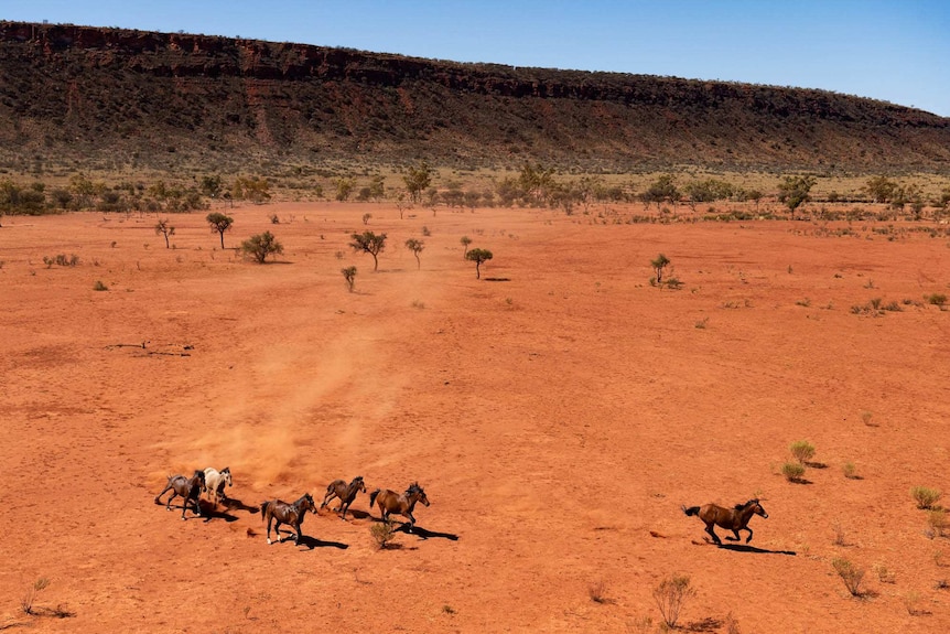 A group of horse run through the red desert.