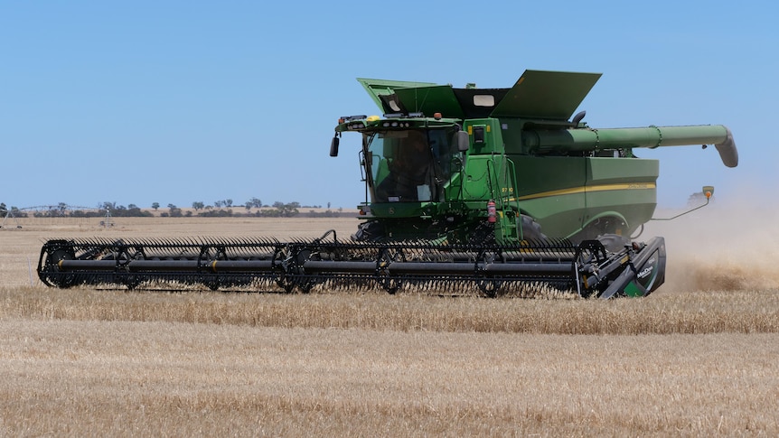 A large grain header harvesting a grain crop and kicking up dust.